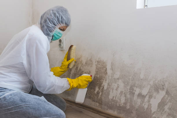 Environmental Consulting for Mold Prevention in Matthews, NC