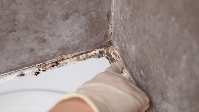 Best Mold Removal for HVAC Installations  in Matthews, NC